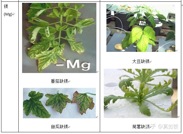 蔬菜缺乏氮素时最主要症状是叶片变黄,首先从老叶开始,逐渐波及新叶