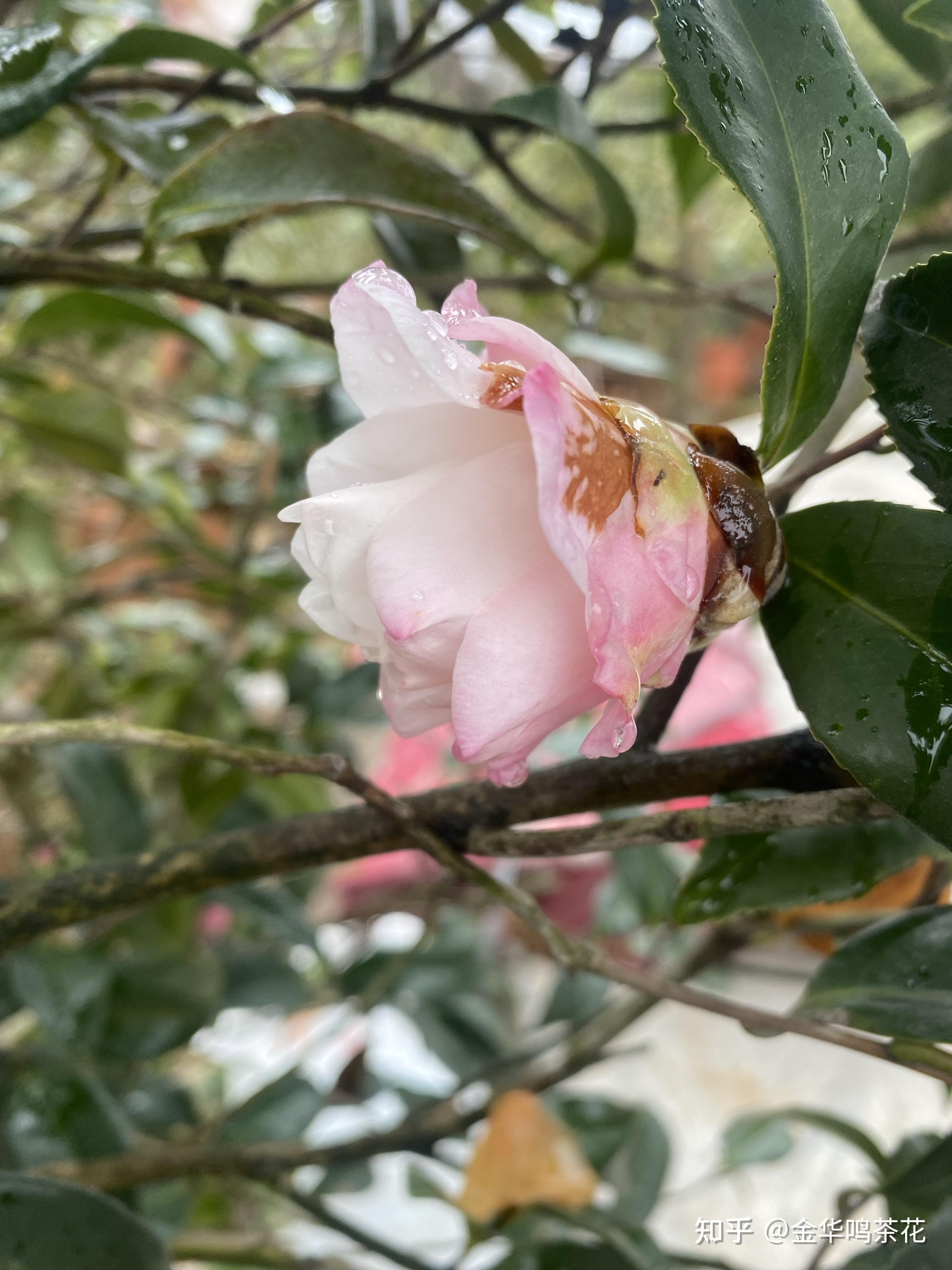 朝仓茶梅开花了