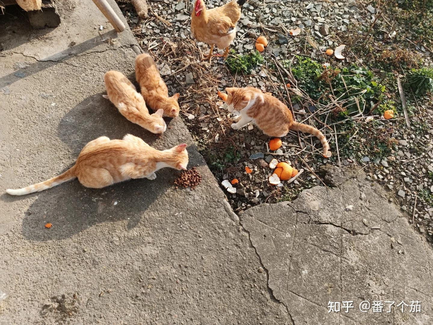 流浪猫猫粮推荐,我一直在喂的! - 知乎