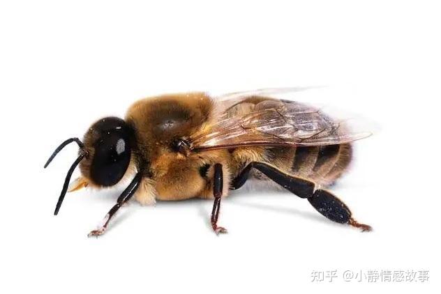 中蜂与意蜂的区别是什么为什么说土蜂蜜要比意蜂蜜好