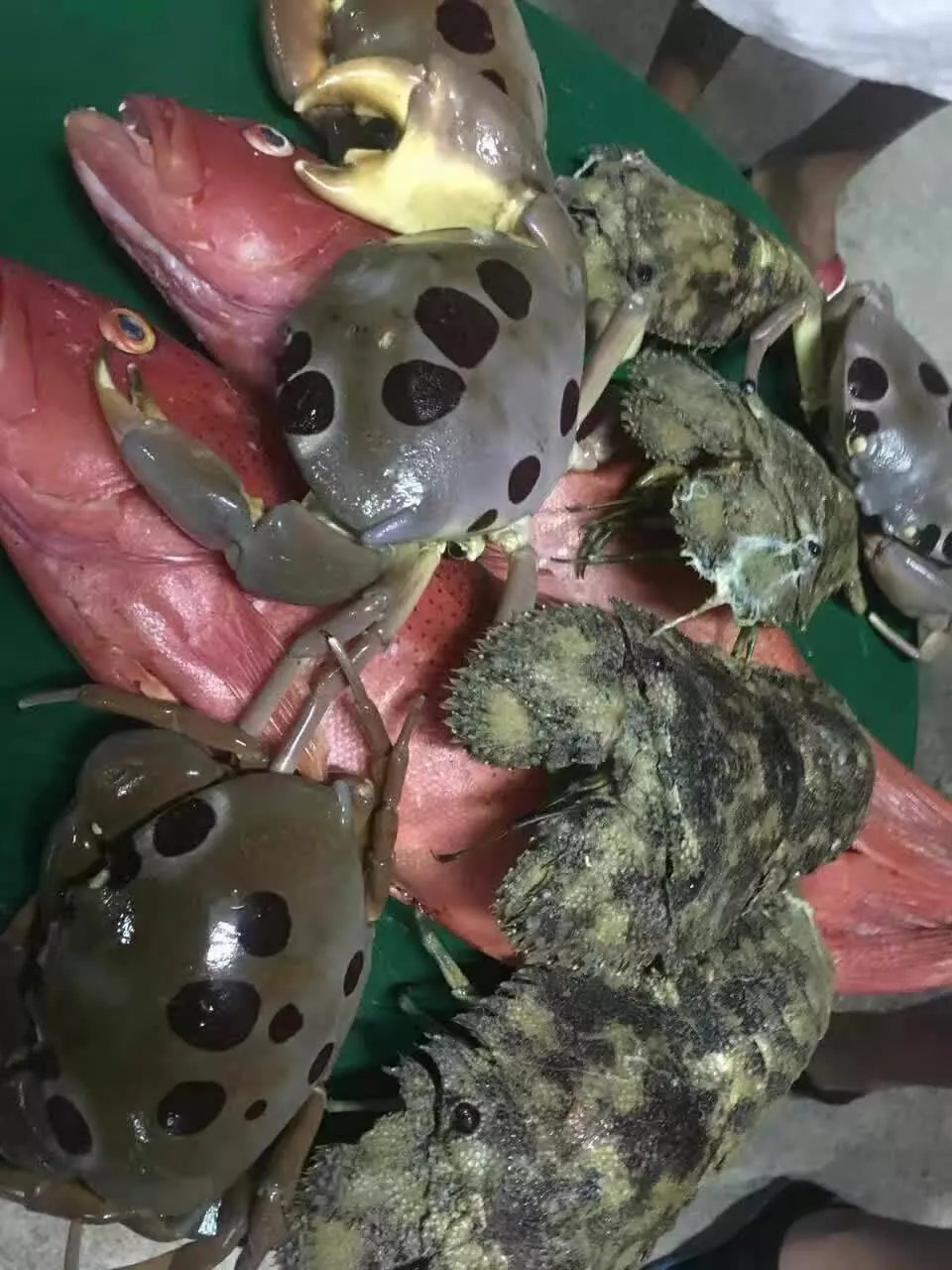 饿了,就去海里抓鱼,渴了就去树上摘椰子,荒岛求生之旅正式开始啦,有没