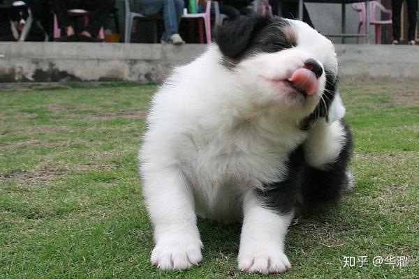 犬皮肤病篇 有的还会传染给人 快学学怎么治疗吧 知乎