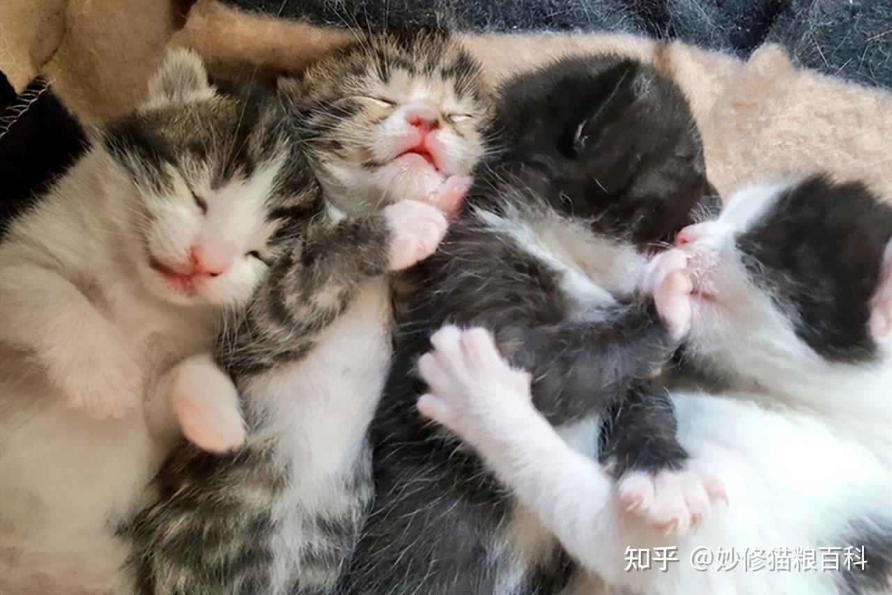 偷偷告诉你，养猫要养公的，好处多得很！ - 知乎
