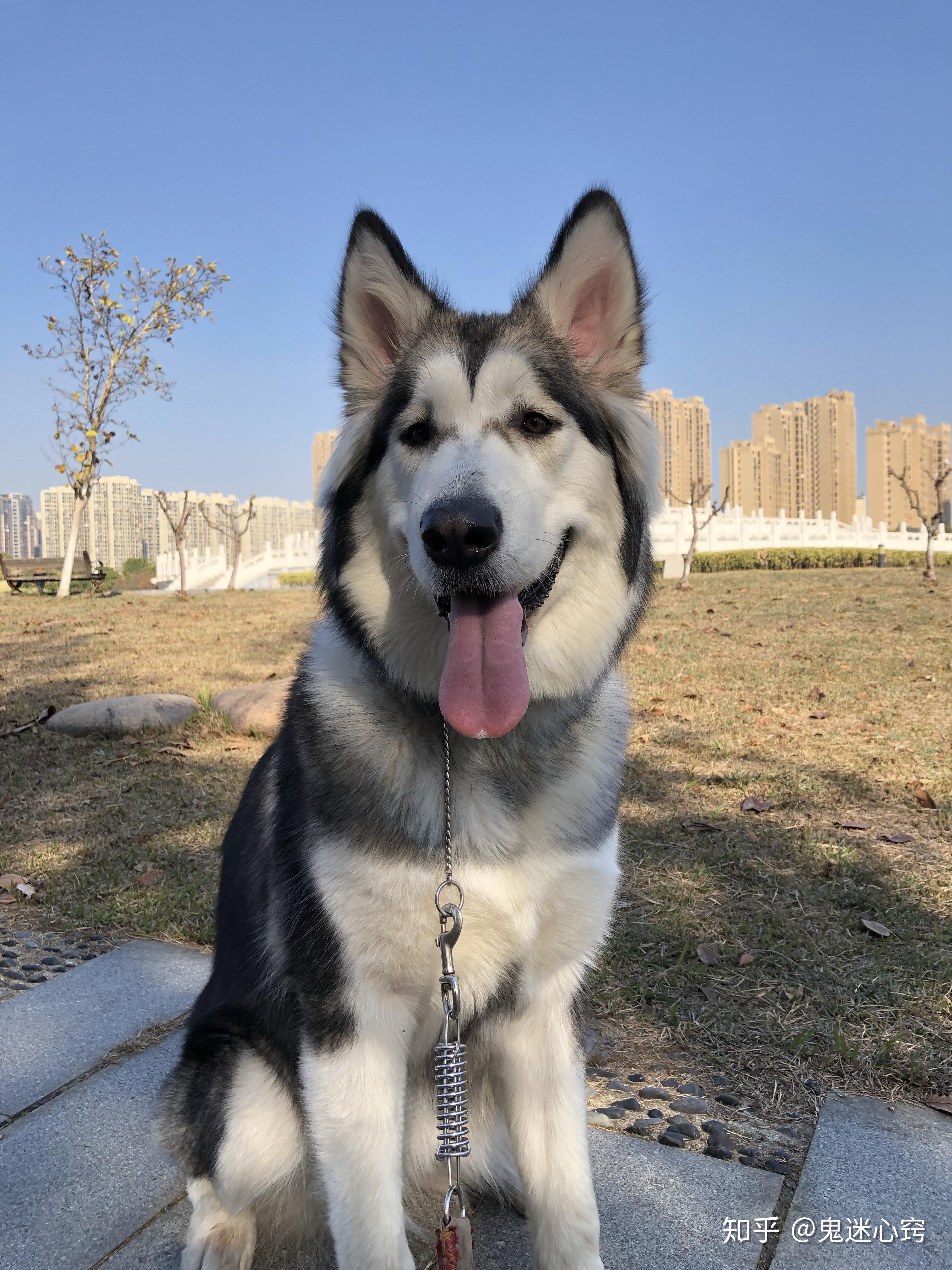 大型犬可以可爱到什么程度? - 知乎