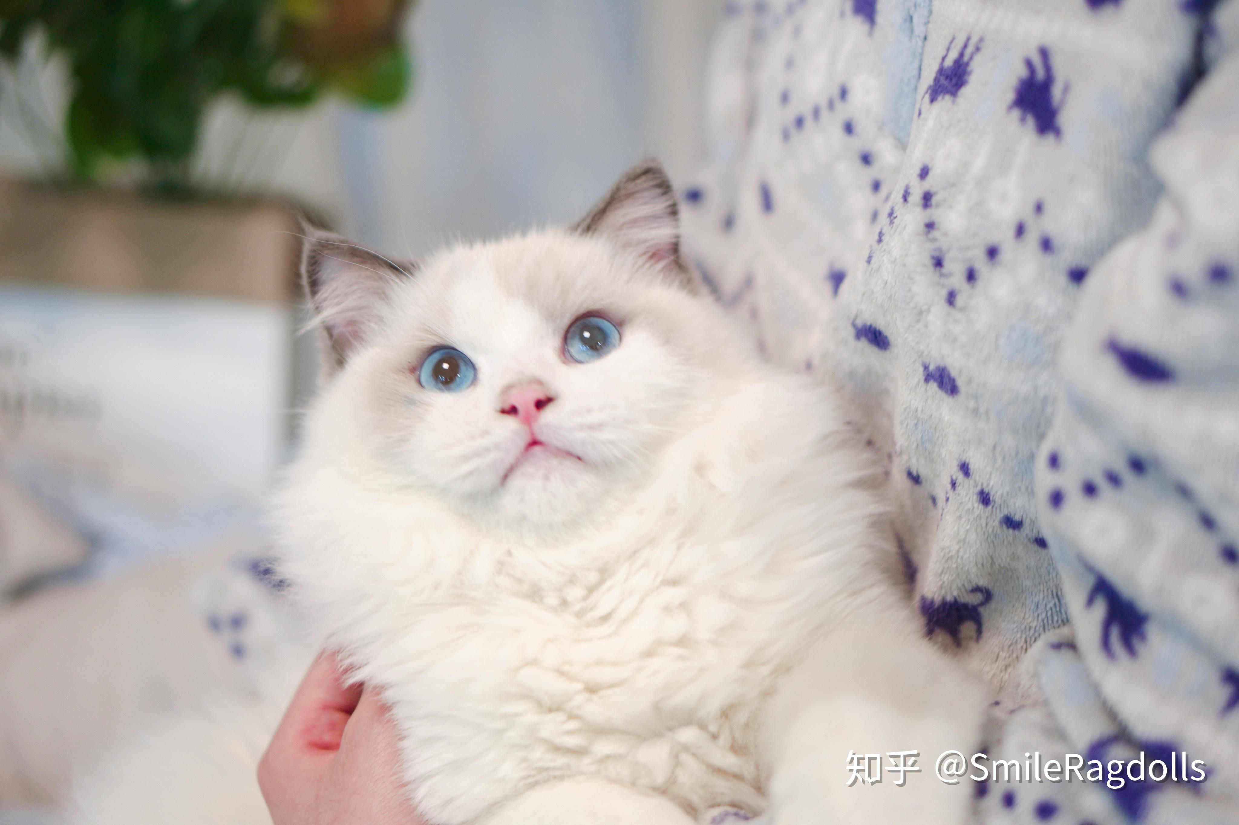 想求助问下这只布偶品相如何啊?