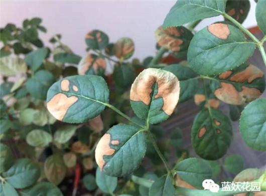 40℃高温月季,铁线莲被晒枯了怎么办?这么做一个月又开爆了! - 知乎