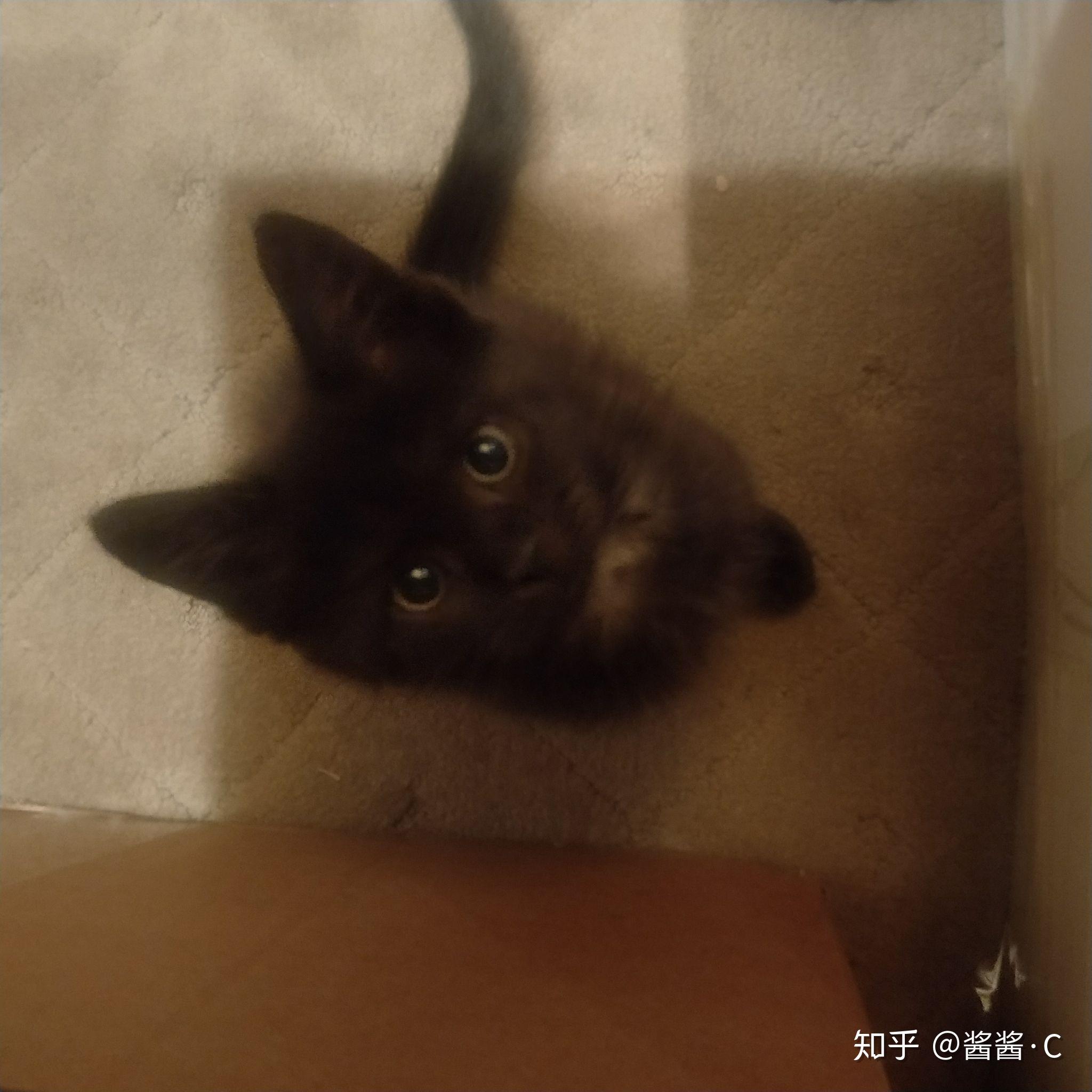 哪里有小猫咪出售 v2-f65681a30e2af4d9a32303473956adc4_r.jpg
