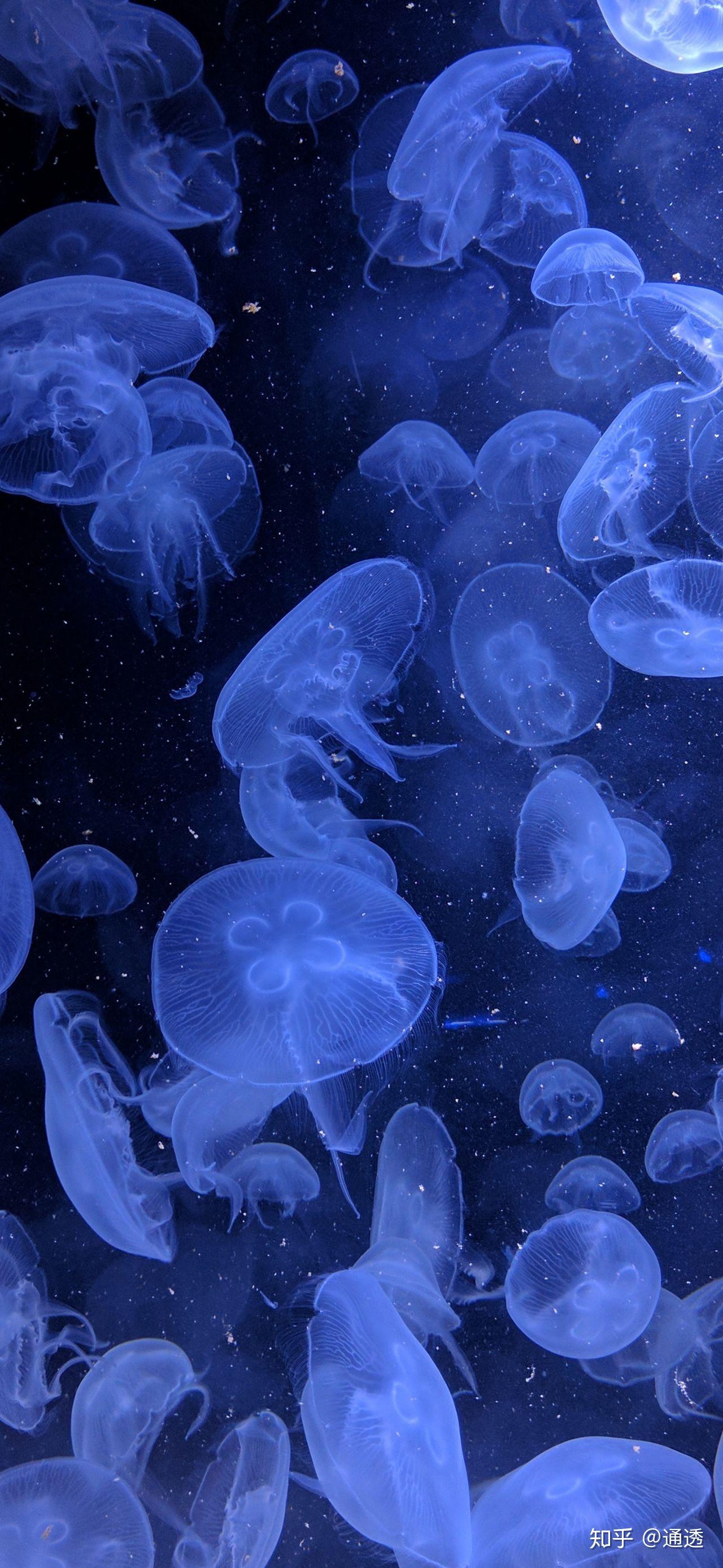 想要一些好看到爆蓝色系紫色系壁纸背景图