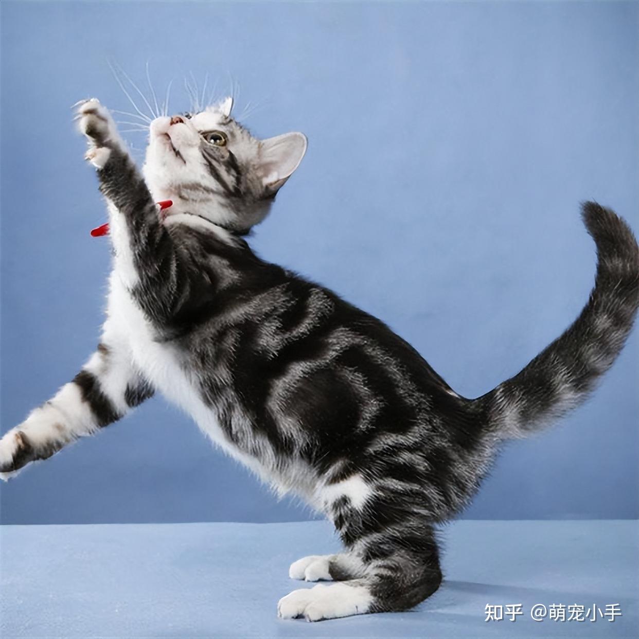 喜欢主人的“美短”,通常有这几个表现,根本藏不住! - 知乎