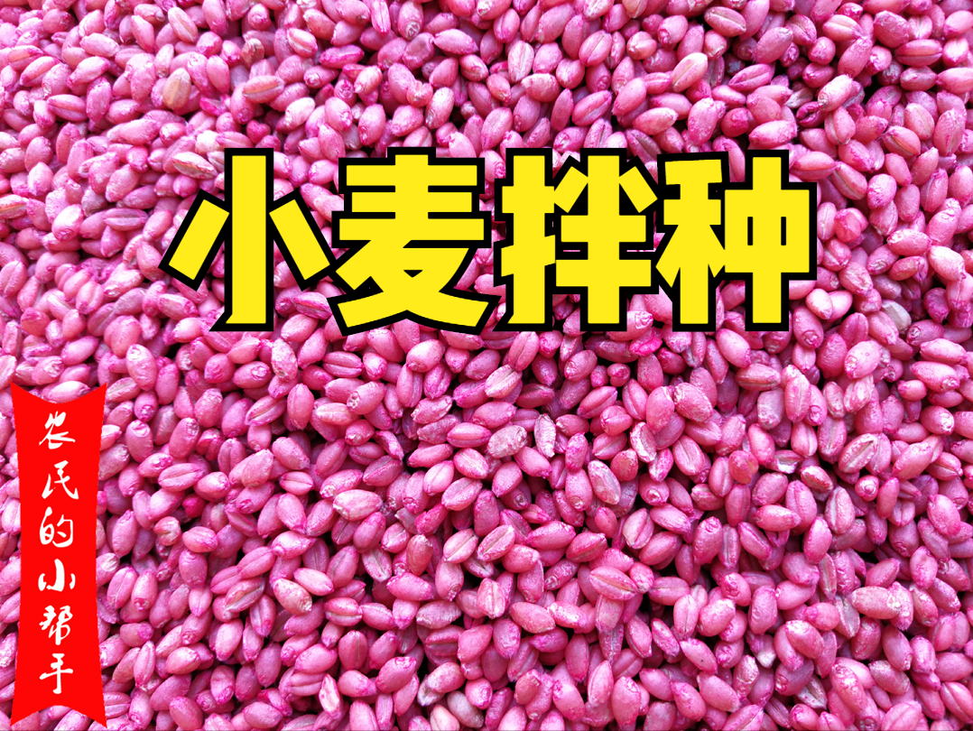 小麦拌种提前几天好?多年种植户经验,太早降低发芽率,别再错了 - 知乎