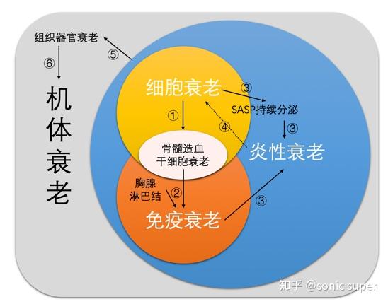 细胞免疫炎症机体衰老的故事