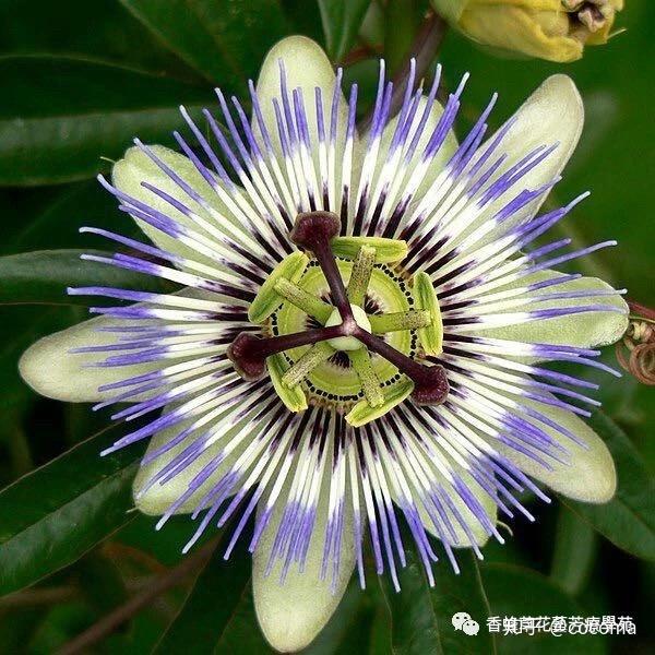 神圣的爱时钟草