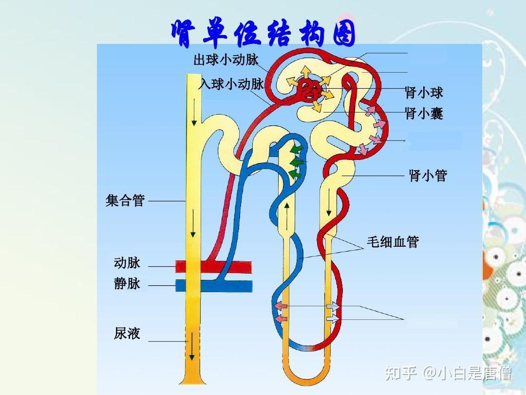 肾小管腔图片图片