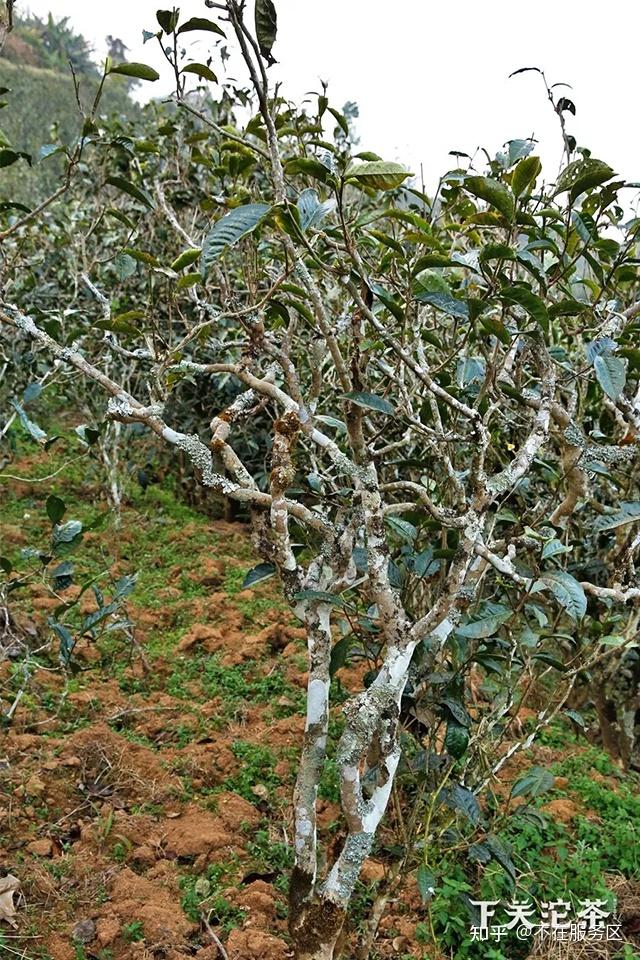 岩子头古树茶位于什么地方是如何制作的