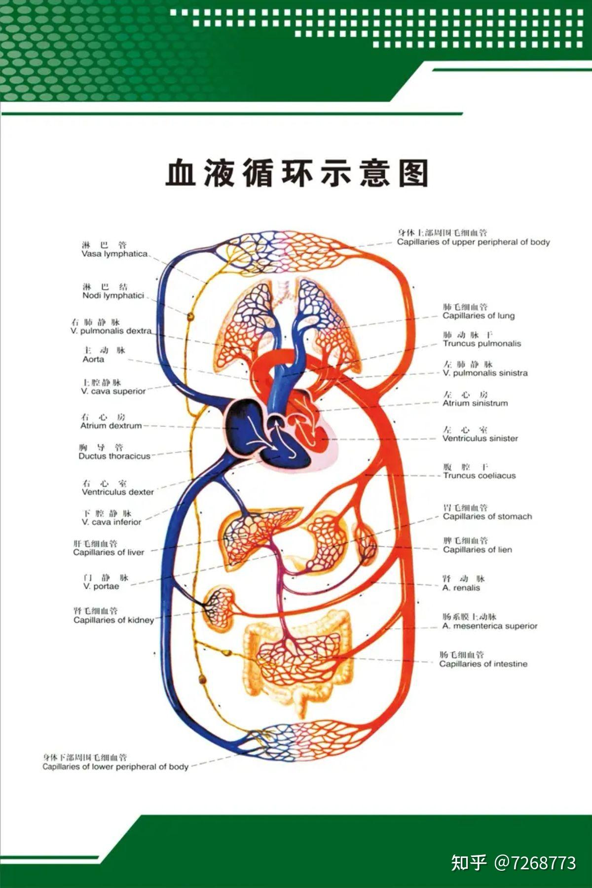 论中医卫气营血与人体生理学的联系 - 知乎