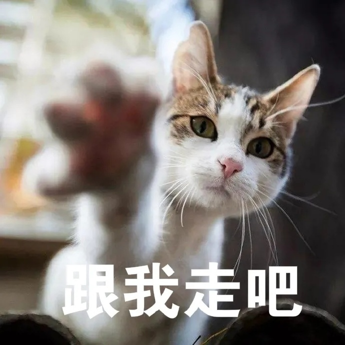 有哪些适合聊天时开头的表情包