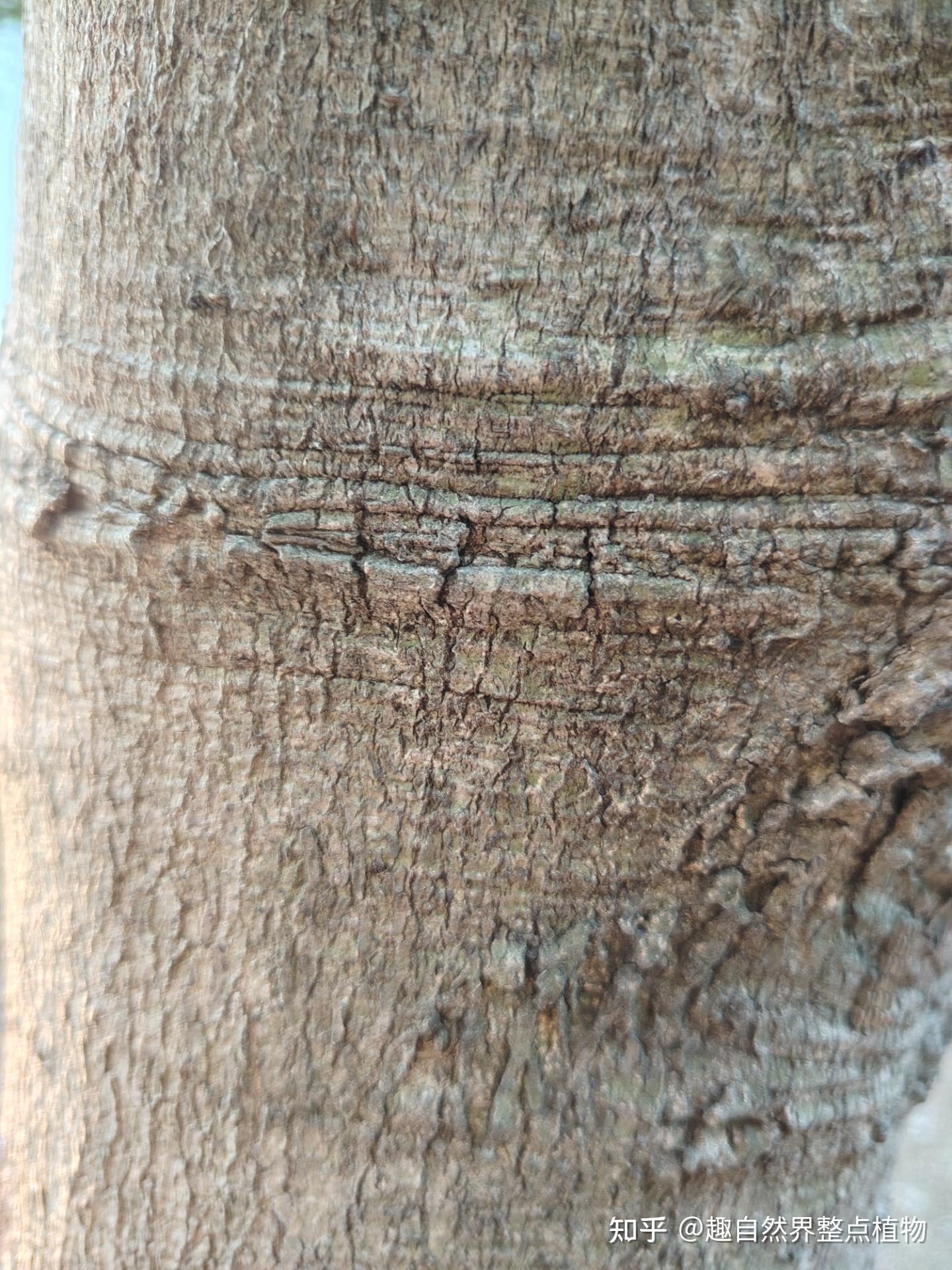 全缘叶栾树与无患子（树皮，树叶，果）形态的细节比对 - 知乎