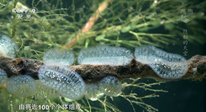 浮游生物2