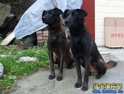 这是贵州省下司镇产的下司犬以及去年参加评选比赛和在cku官网上对它