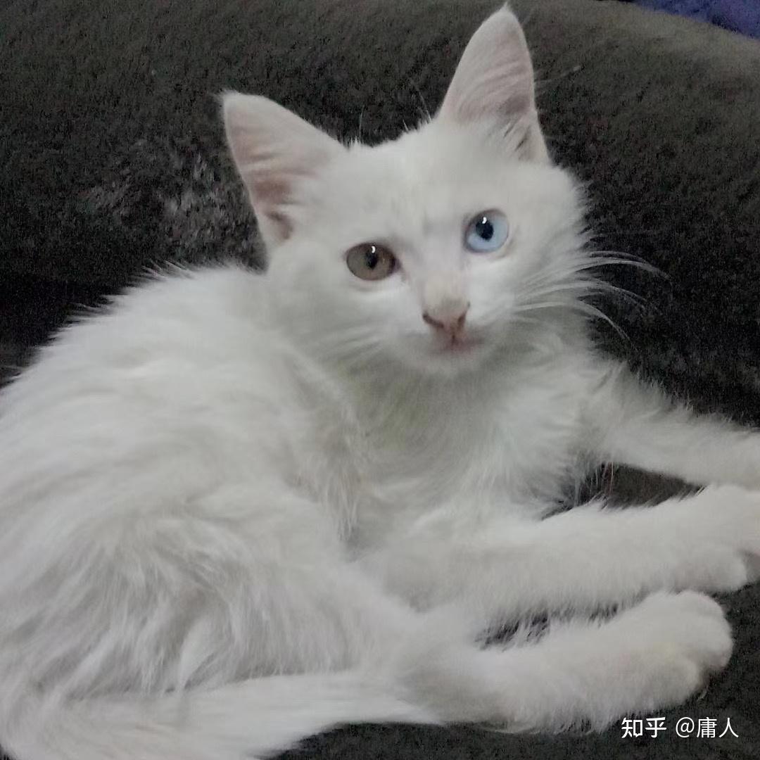 临清哪里有卖狮子猫的