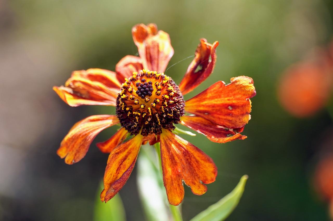 茶花枯萎了怎么办