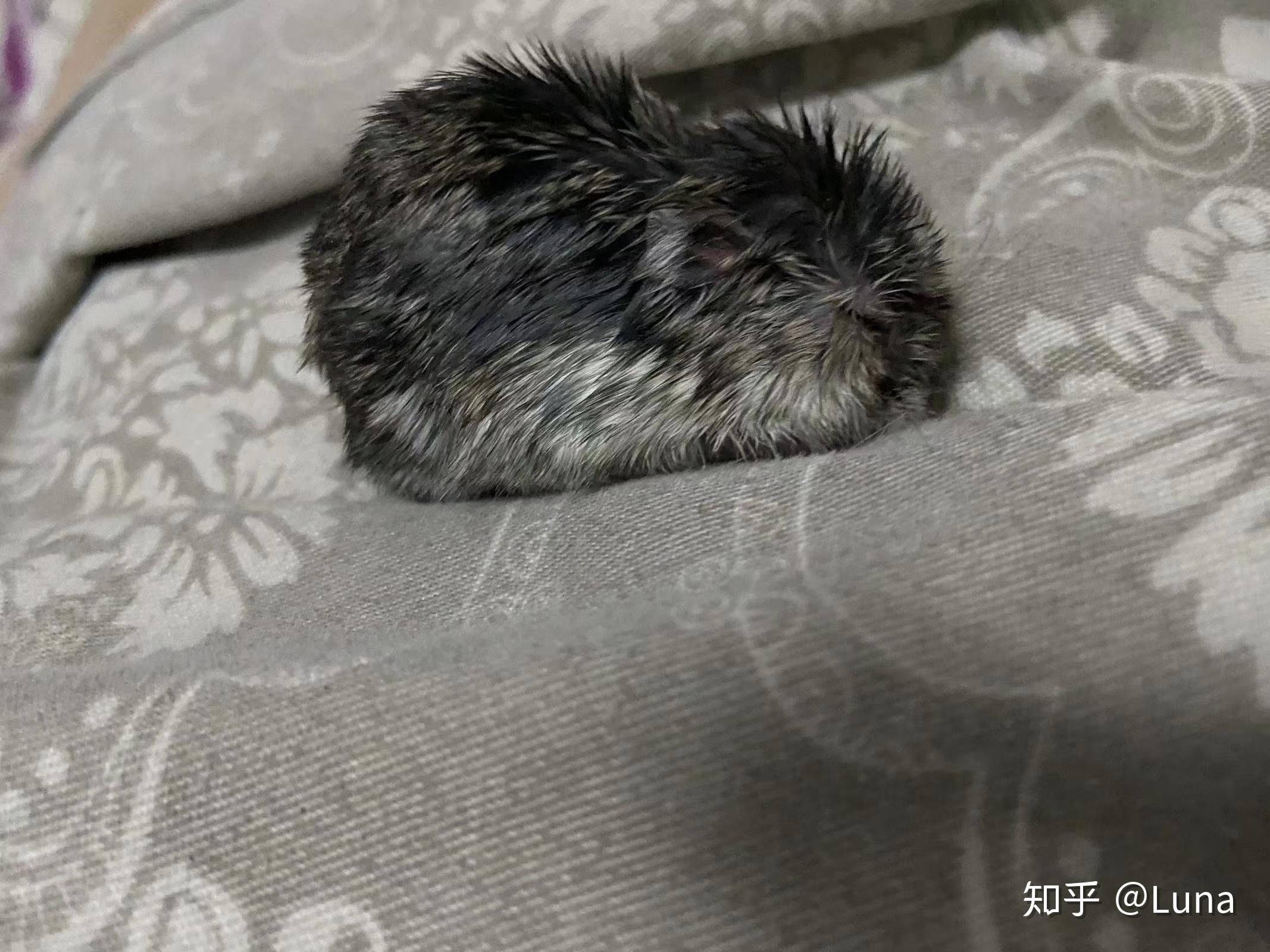 养仓鼠是种怎样的体验? - 知乎