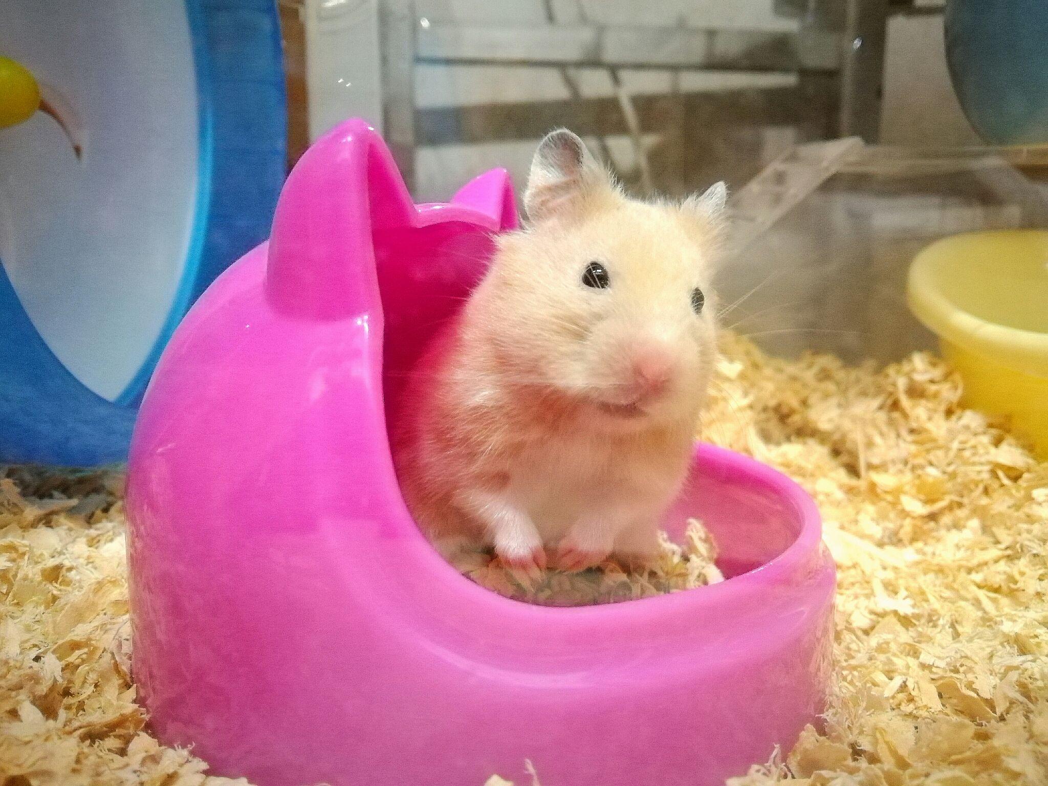 仓鼠可以胖到什么程度?