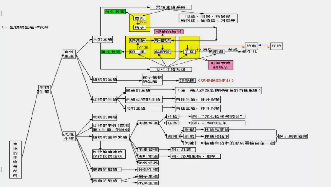 初中生物进化思维导图图片