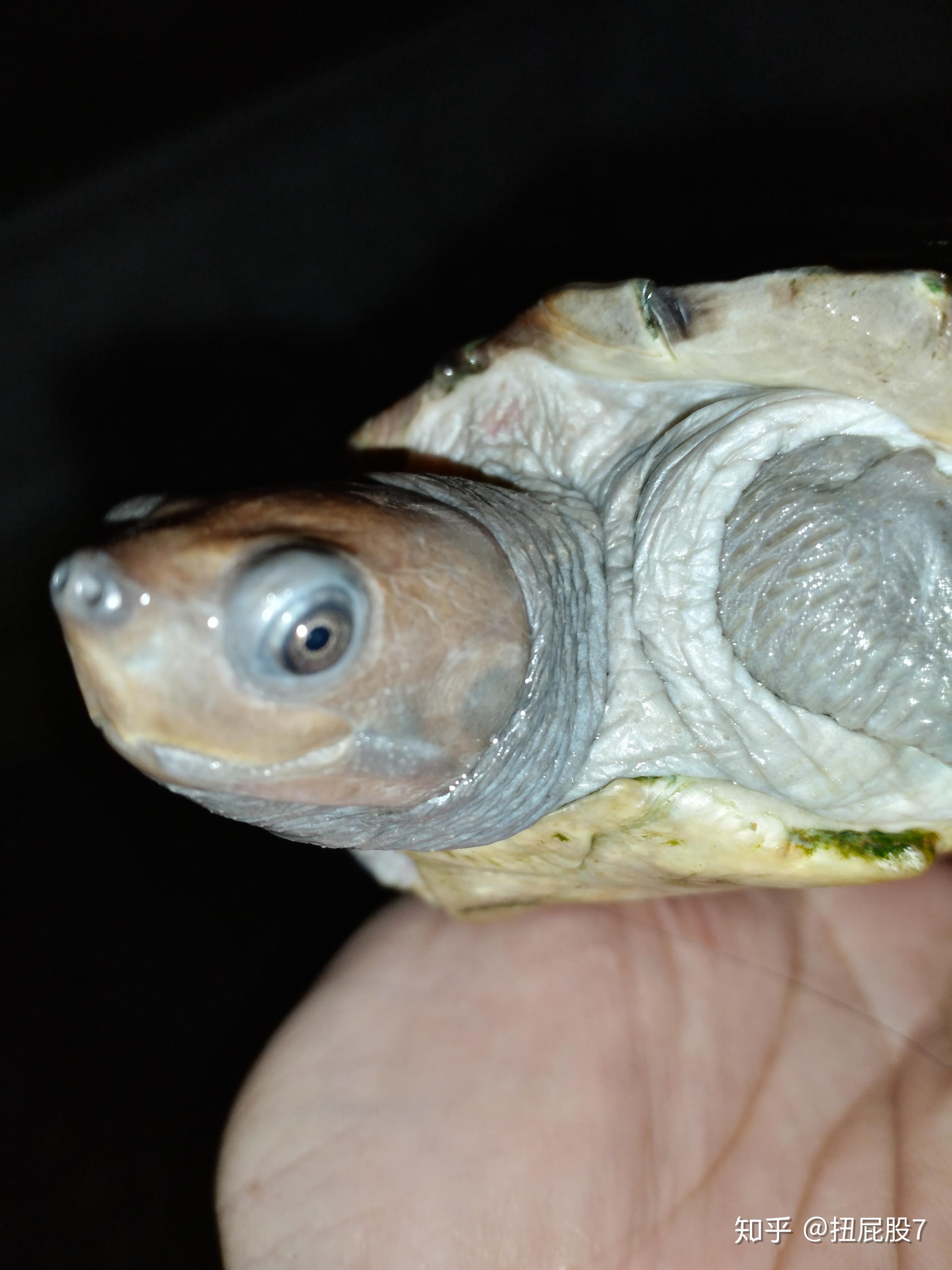 咸水泥彩龟西瓜龟育苗