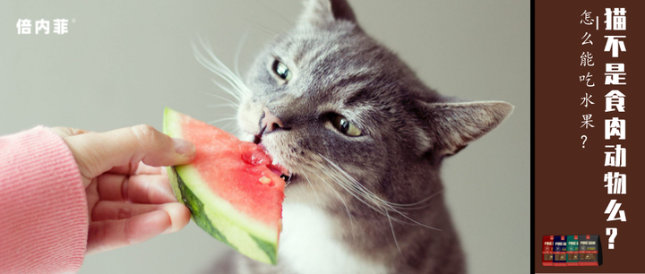 猫是纯肉食动物,怎么能吃水果?! - 知乎