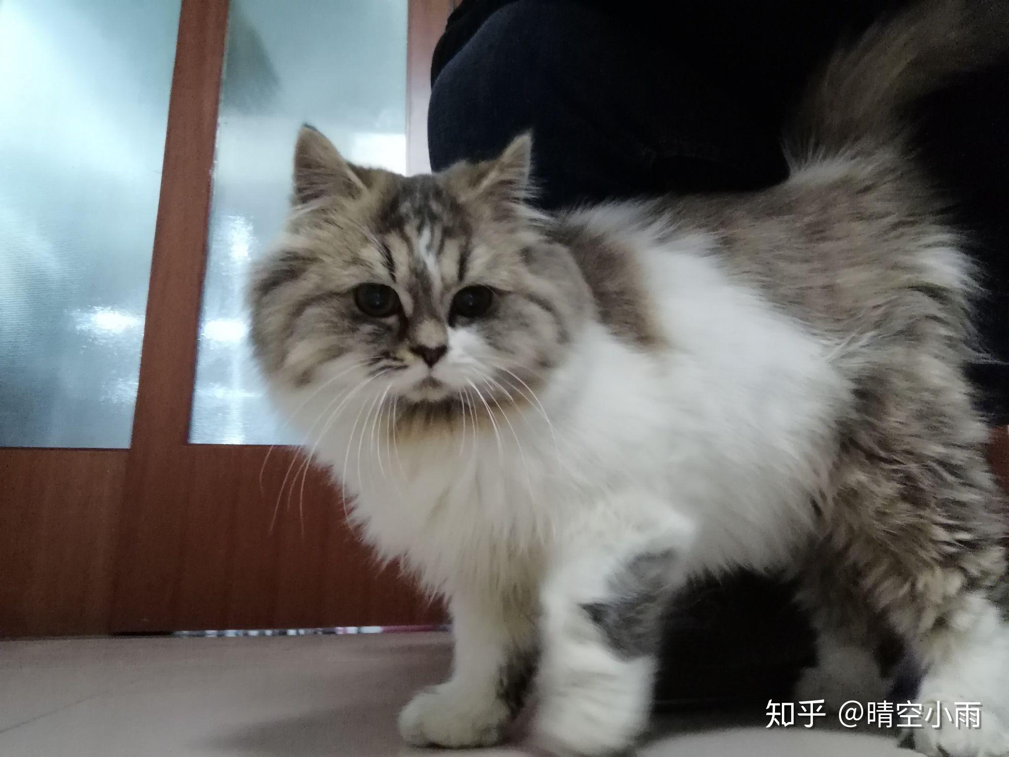 金吉拉猫和蓝猫或者虎斑配了会生出什么样子的孩子