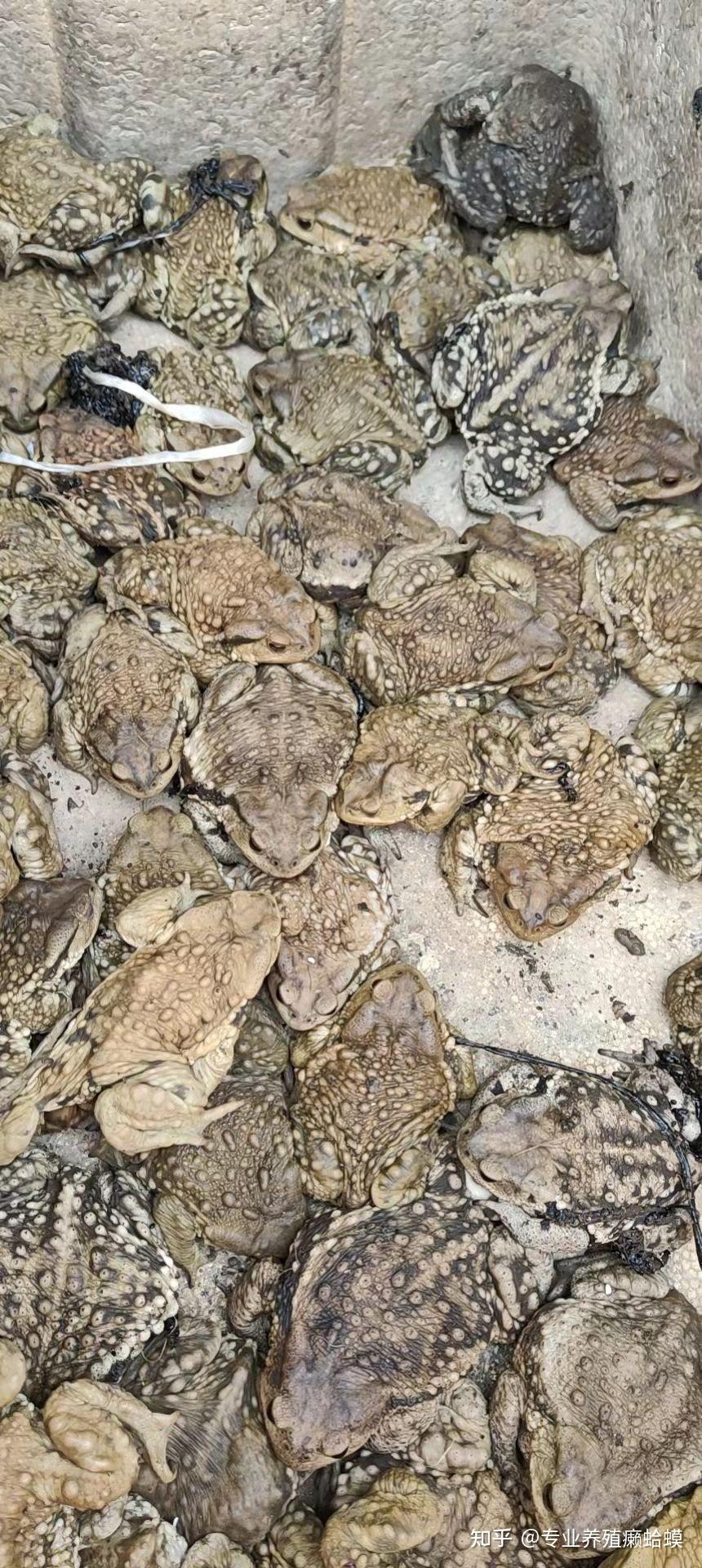 蟾酥蟾衣2022价格怎么样? - 知乎