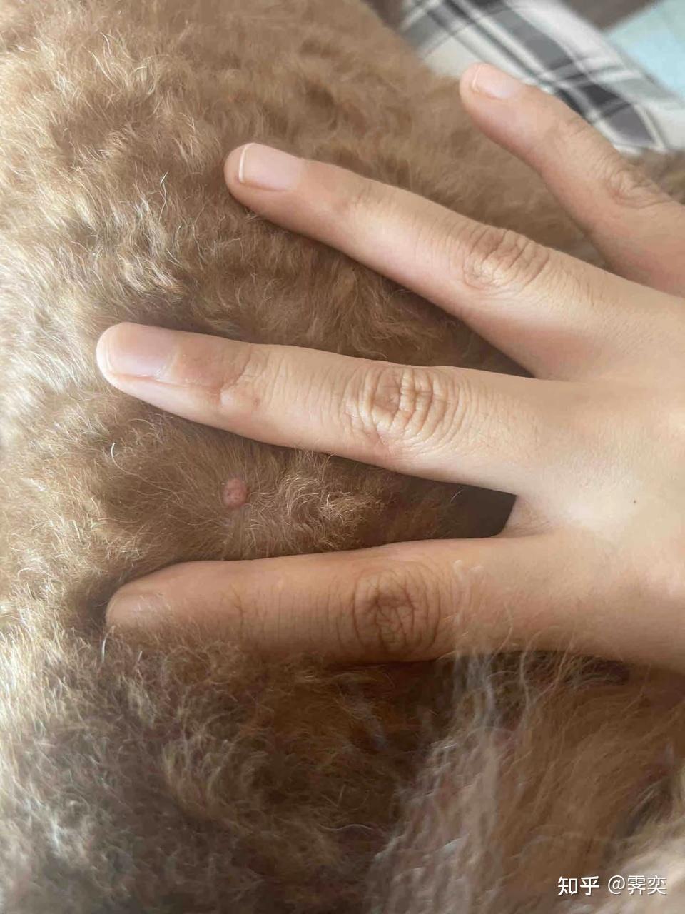 狗狗身上爱长这种小疙瘩的进,狗狗肿瘤看我
