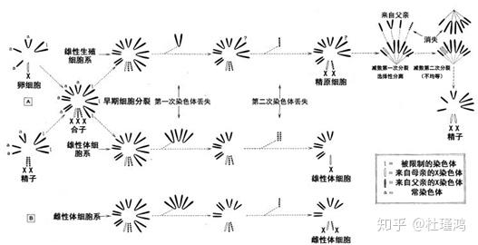 就像摩爾根那樣,通過對果蠅的研究創立染色體遺傳理論)已經逐漸衰退了