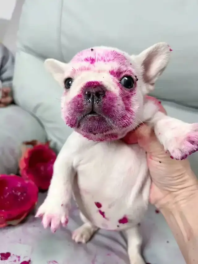 网友:它就吃点水果有什么错,小狗很无辜的样子,瞬间成了火龙狗