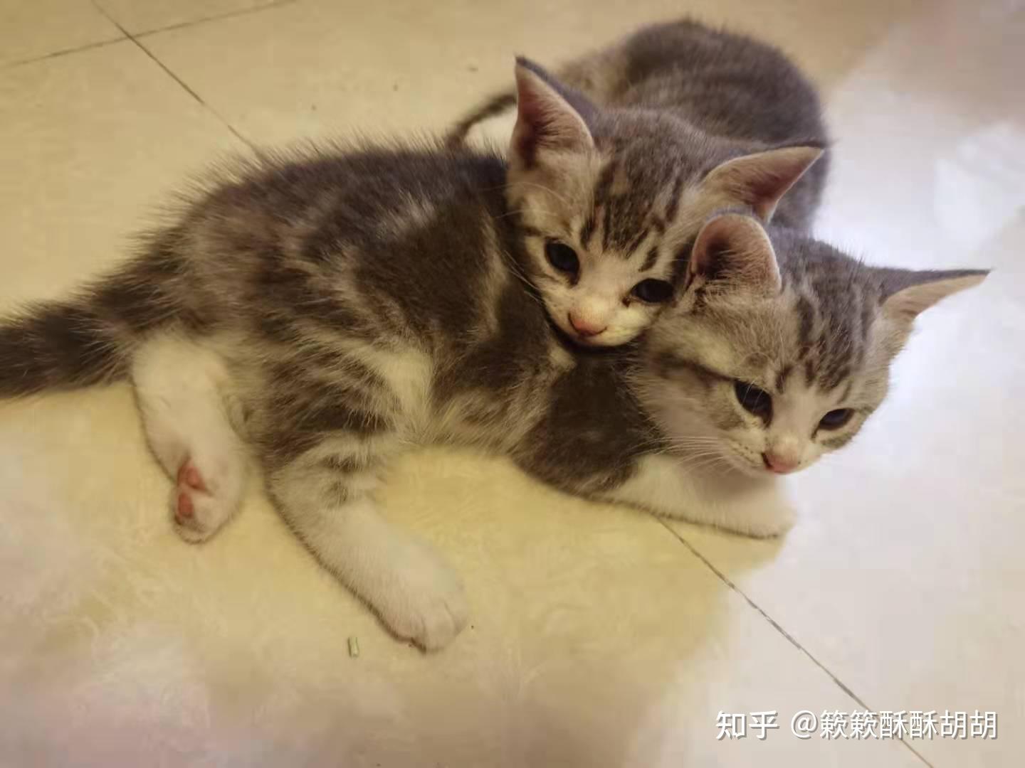 布偶串美短孩子长大啥样呢? - 知乎