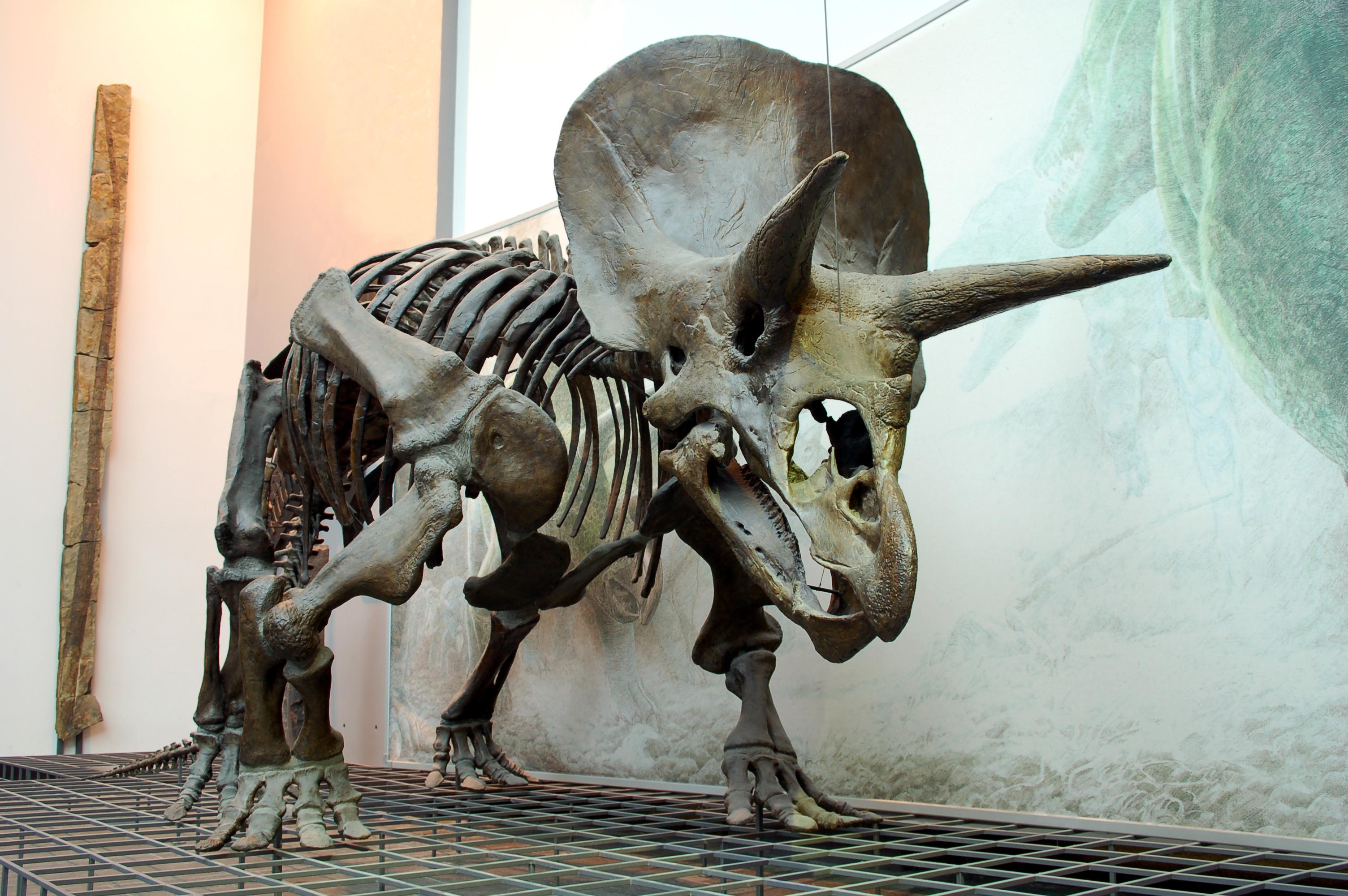 世界上保存最完整的三角龙化石Horridus - 神秘的地球 科学|自然|地理|探索