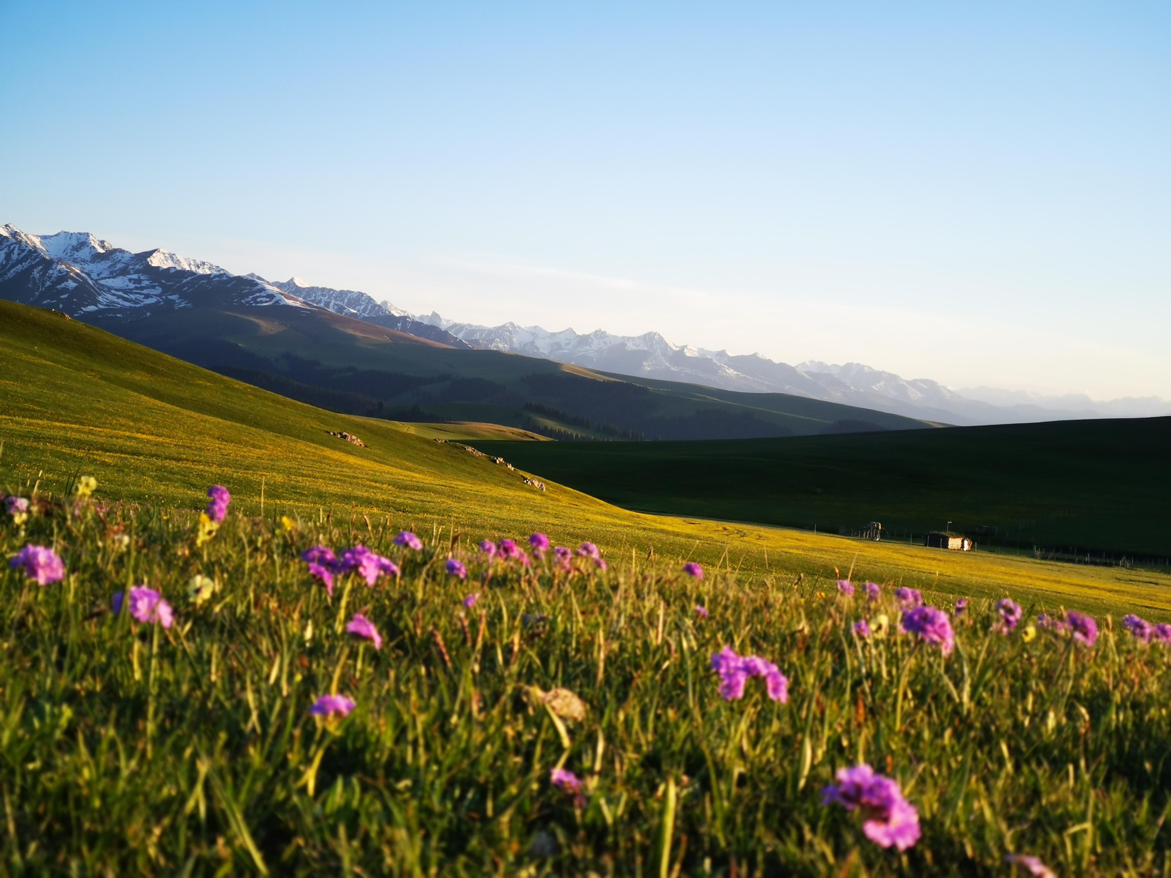 新疆旅行待到山花烂漫时走过天山最美的春天喀拉峻一个被上帝眷顾的
