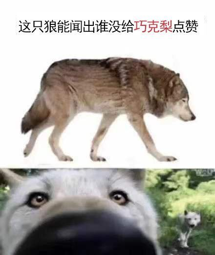 邻居沙雕文案,邻居沙雕文案怎么写