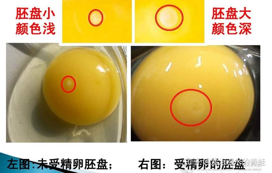 母鸡为什么会生出没有受精的鸡蛋? - 知乎