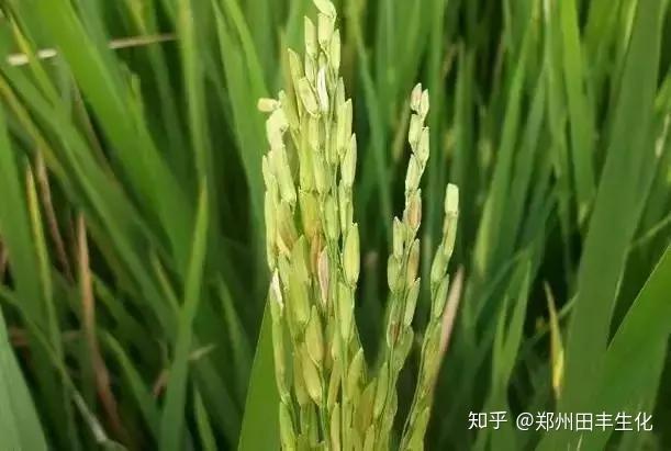 腐植酸为什么能提高植物的抗逆性? 知乎