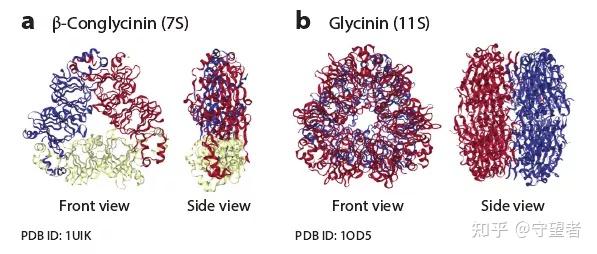 annurevfoodscit综述大豆蛋白分子结构再探讨和加工技术最新进展