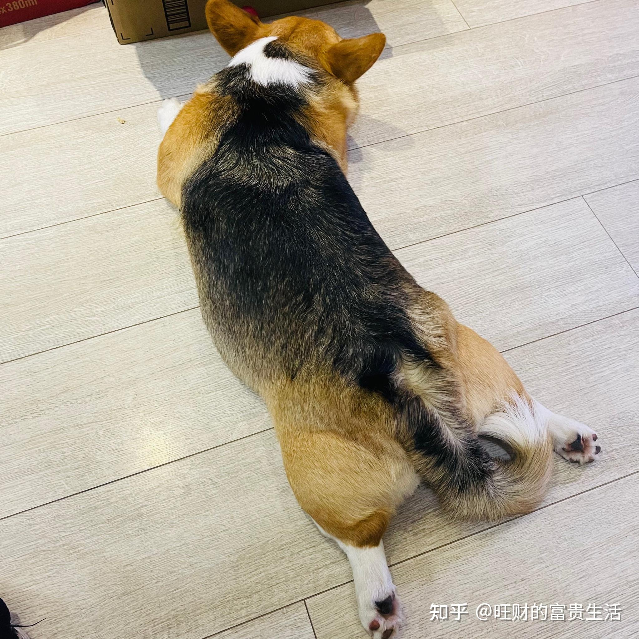 柯基不断尾会怎么样? - 知乎