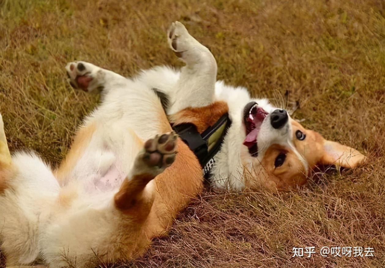 洗澡后在地上打滚