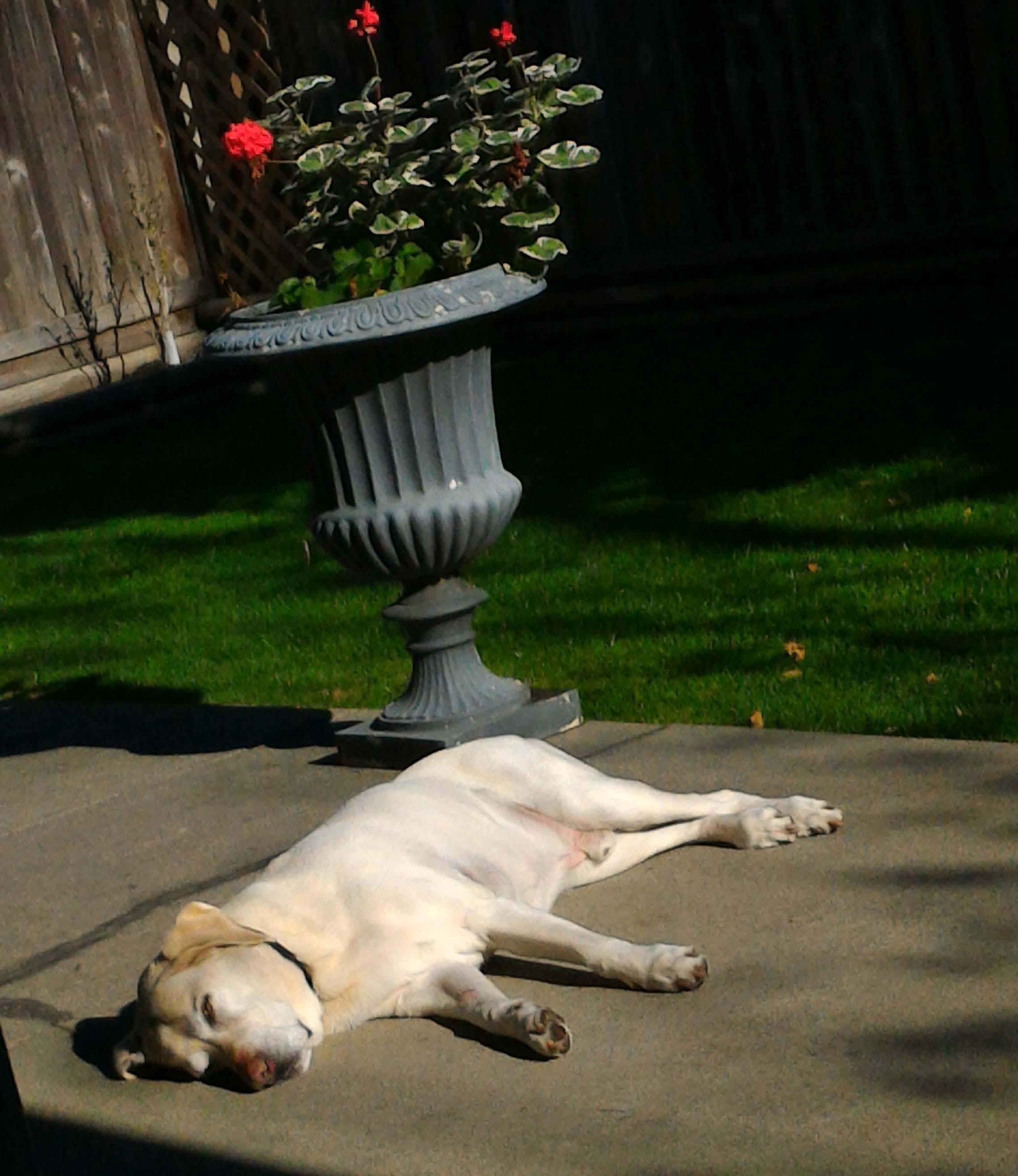 你家的猫\/狗是怎么叫你起床的? - Tia大猪的回答