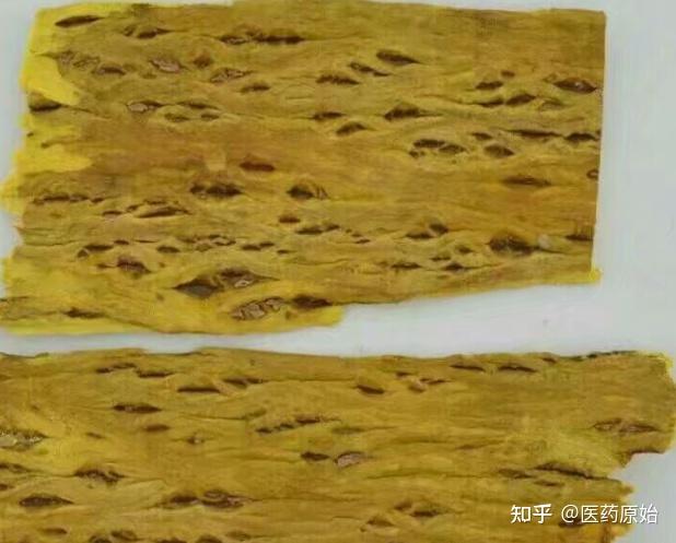带你识别黄柏 - 知乎