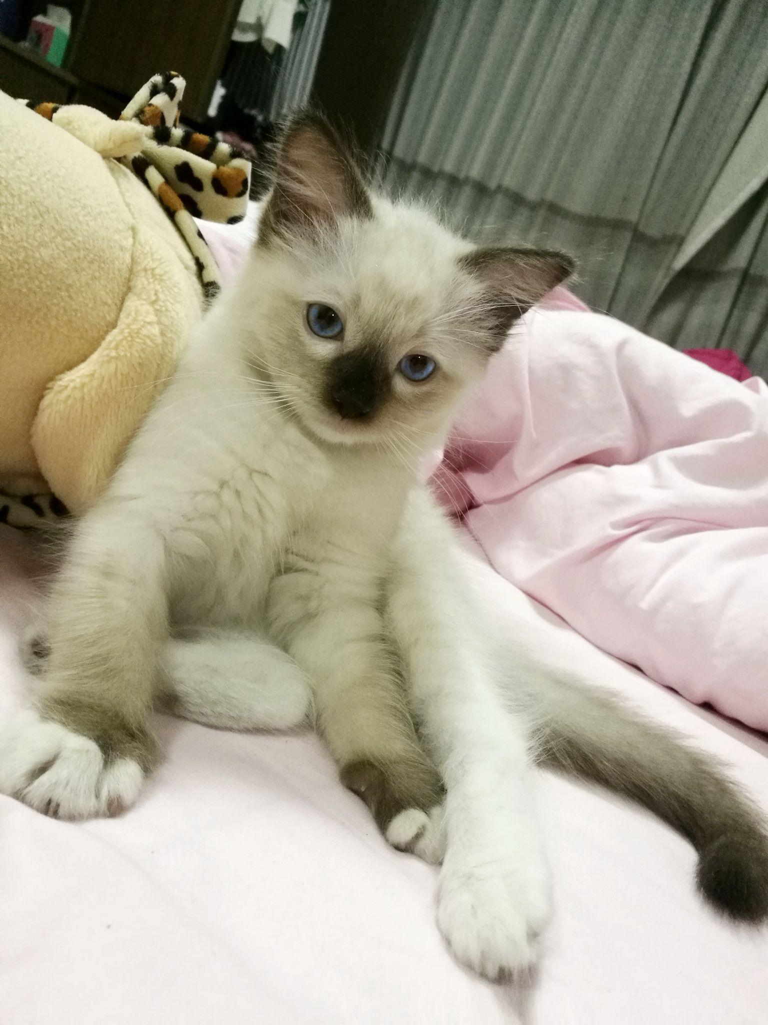 巧克力手套色布偶猫成长记录贴