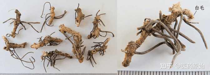 带你识别威灵仙