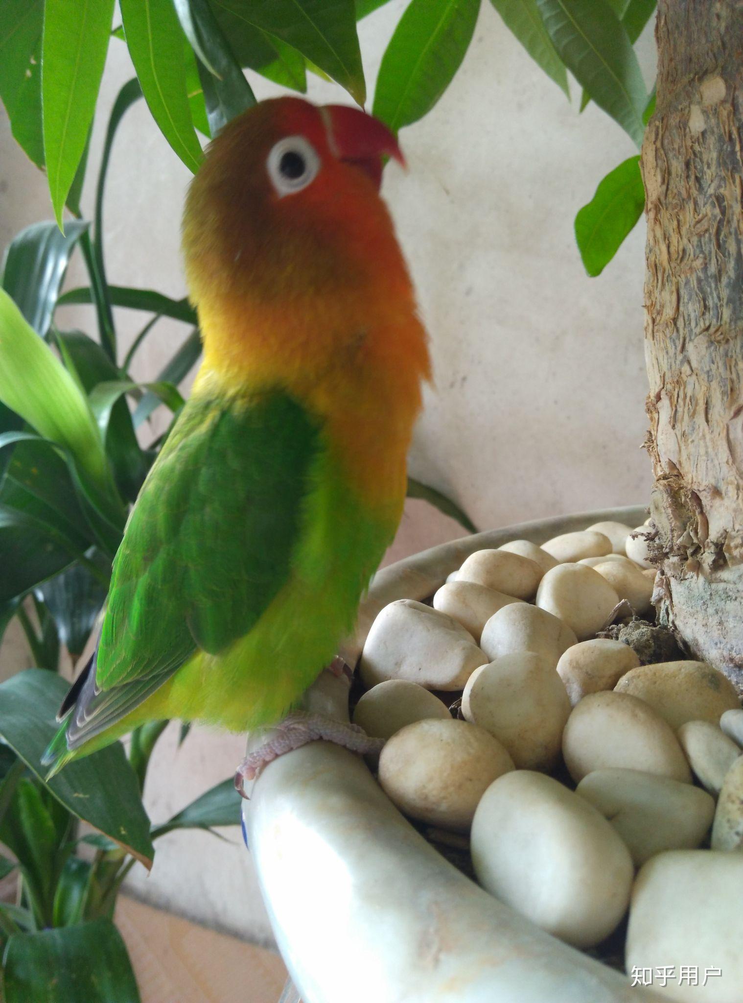 大家有养过牡丹鹦鹉的嘛?都喜欢哪种品种呢?