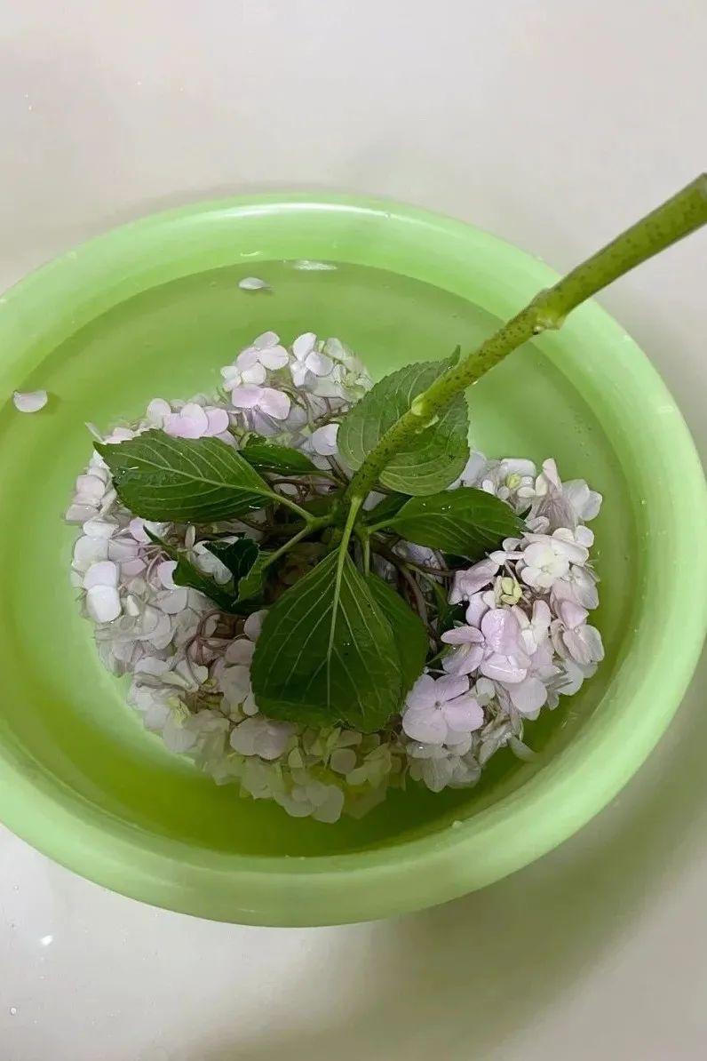 错误2 深水急救:   绣球一旦脱水,将整支花(包括花头)浸泡在水里,据说